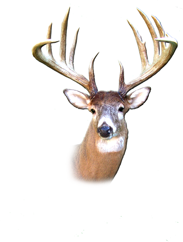 The Mission Of Bucks Bears Stags Is To Celebrate The - Elk Clipart (644x849), Png Download