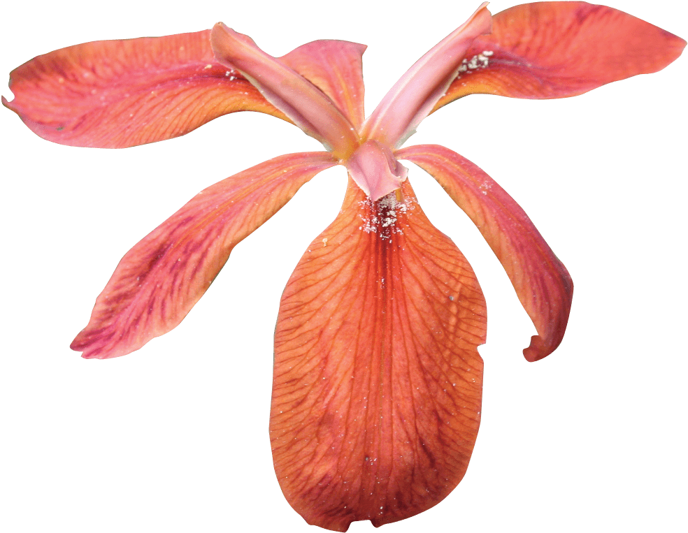 Flowers - Iris Clipart (1023x817), Png Download