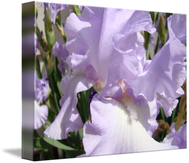 Iris Flower - Iris Albicans Clipart (650x560), Png Download