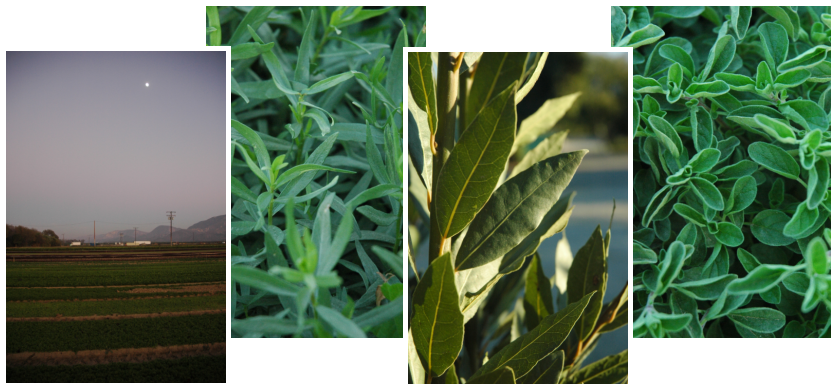 For More Information, Please Visit Www - Grass Clipart (854x409), Png Download