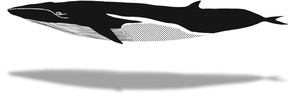 1024 X 640 6 - Humpback Whale Clipart (1024x640), Png Download
