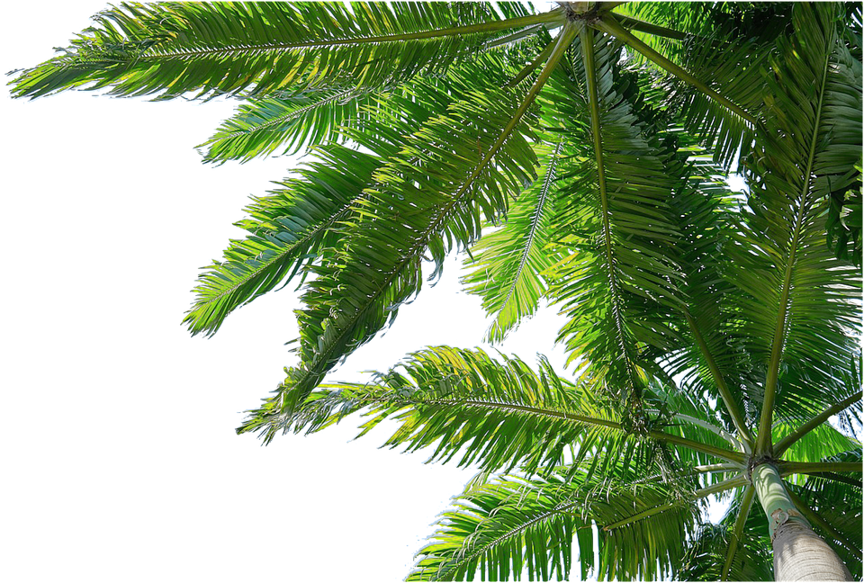 Palmeras Png Clipart (960x648), Png Download