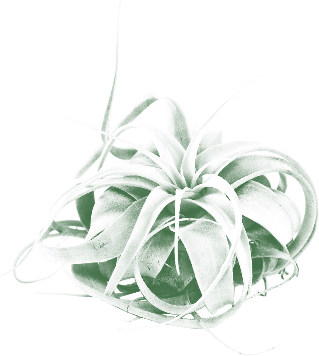 Hymenocallis Clipart (1024x1142), Png Download