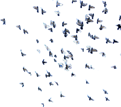 Flock Clipart (480x720), Png Download