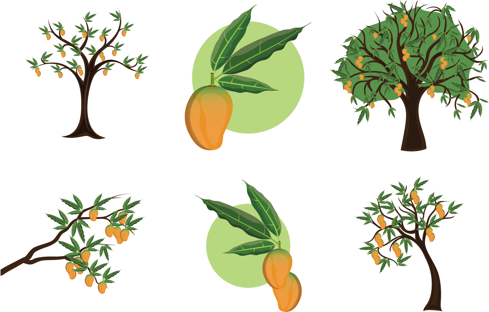 Mangifera Indica Mango Tree Clip Art - Planta De Mango Vector Png Transparent Png (1667x1667), Png Download