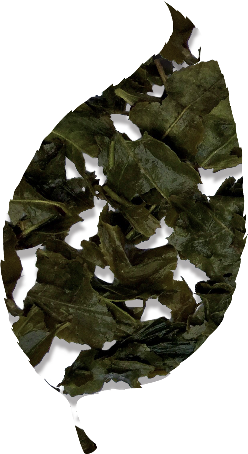 Bancha Green Tea - Oak Clipart (1150x1600), Png Download