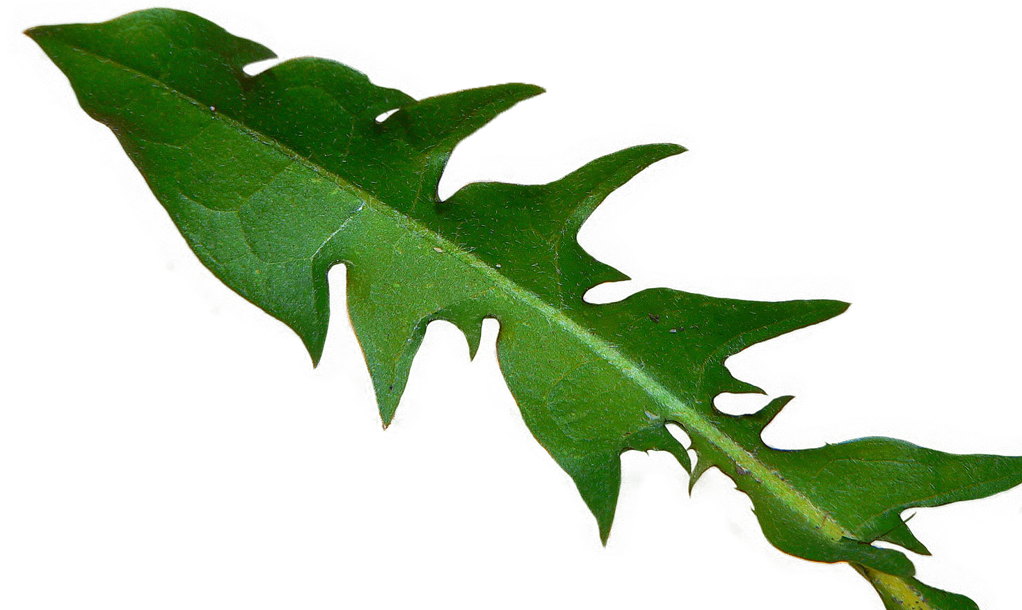 Bgtransp L Taxicumleaf - Guinea Pig Dandelion Leaves Clipart (1469x877), Png Download