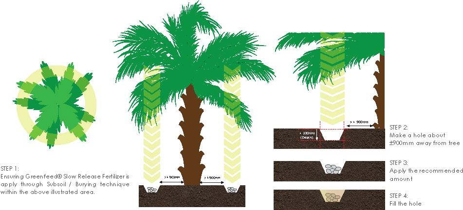 Hmtf Apply - Attalea Speciosa Clipart (985x462), Png Download