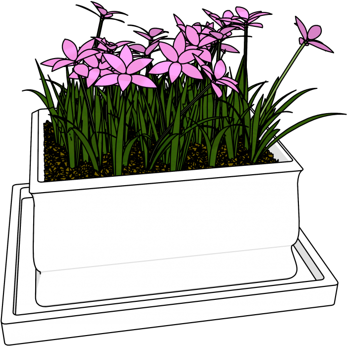 Flowers Bucket Clipart Download Hd Picture - Lady Tulip - Png Download (990x743), Png Download