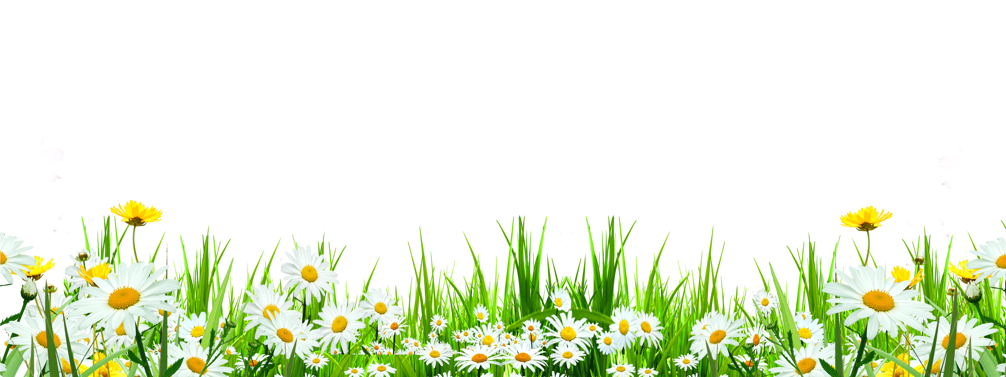 Svg Library Flower Download Icon Cute Flowers Roadside - Ромашки Клипарт Clipart (3500x1432), Png Download
