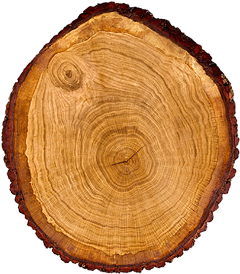 Cross Section Of A Tree Trunk - Редкие Породы Дерева В Интерьере Clipart (500x629), Png Download
