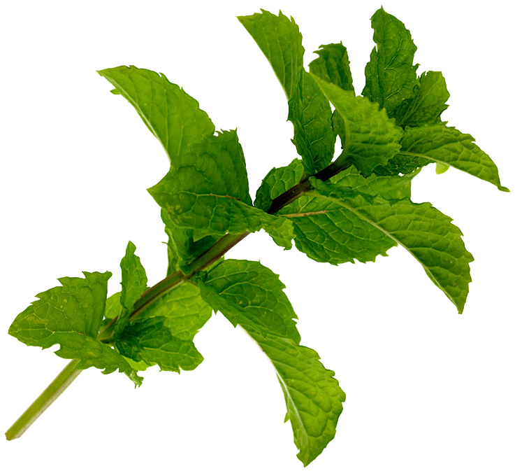 Mentha Spicata Leaf Birds Nest Plant - Tree Clipart (1024x769), Png Download