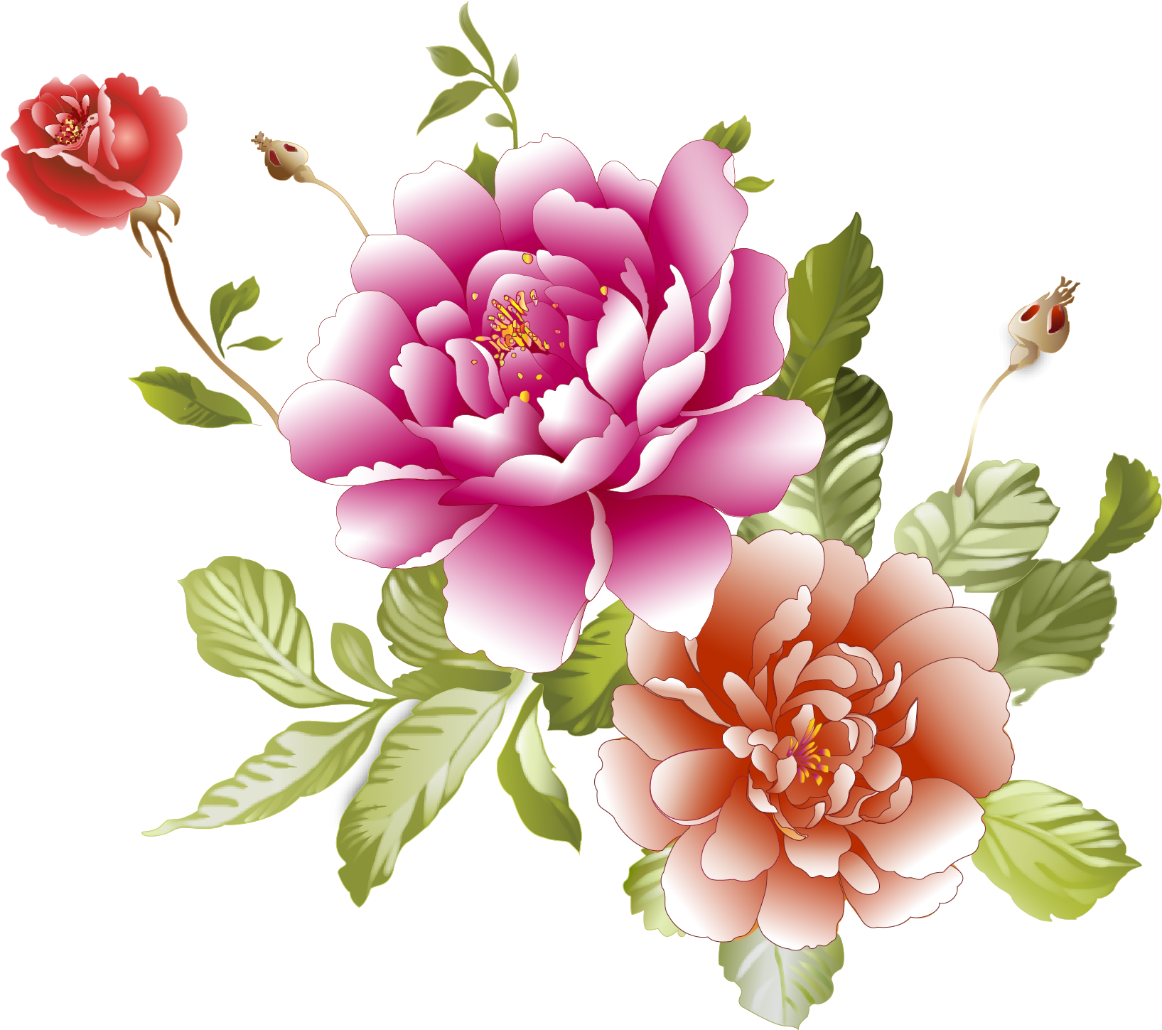 Centifolia Roses Floral - 牡丹 花 图片 下载 Clipart (1729x1696), Png Download