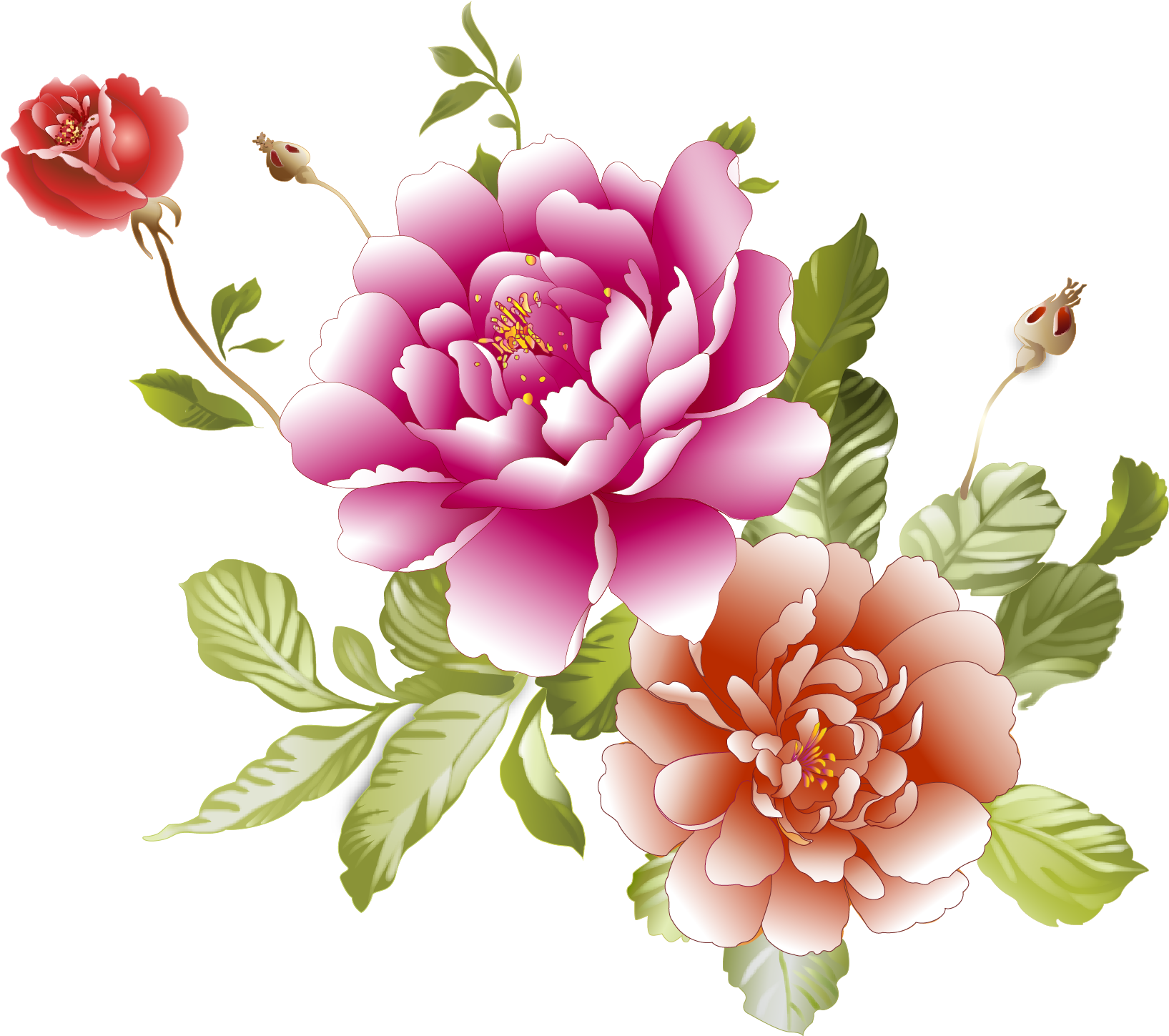Centifolia Roses Floral 牡丹花图片下载clipart Large Size Png Image Pikpng