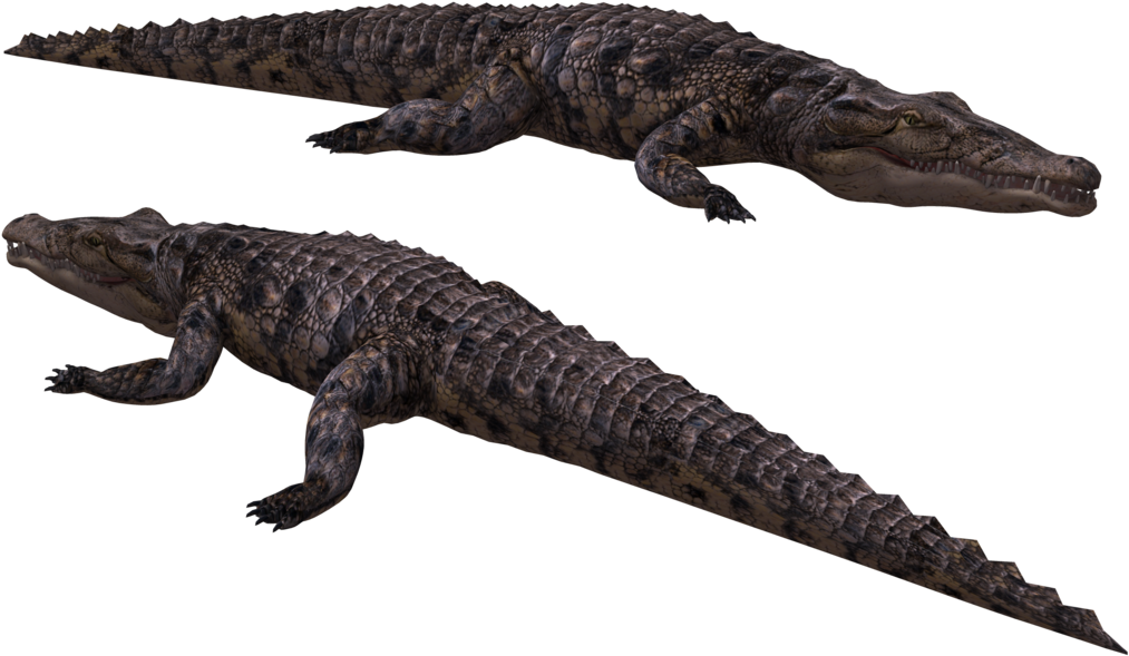 Image - American Crocodile Clipart (1024x645), Png Download