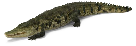Crocodile Png Picture - American Crocodile Clipart (600x600), Png Download