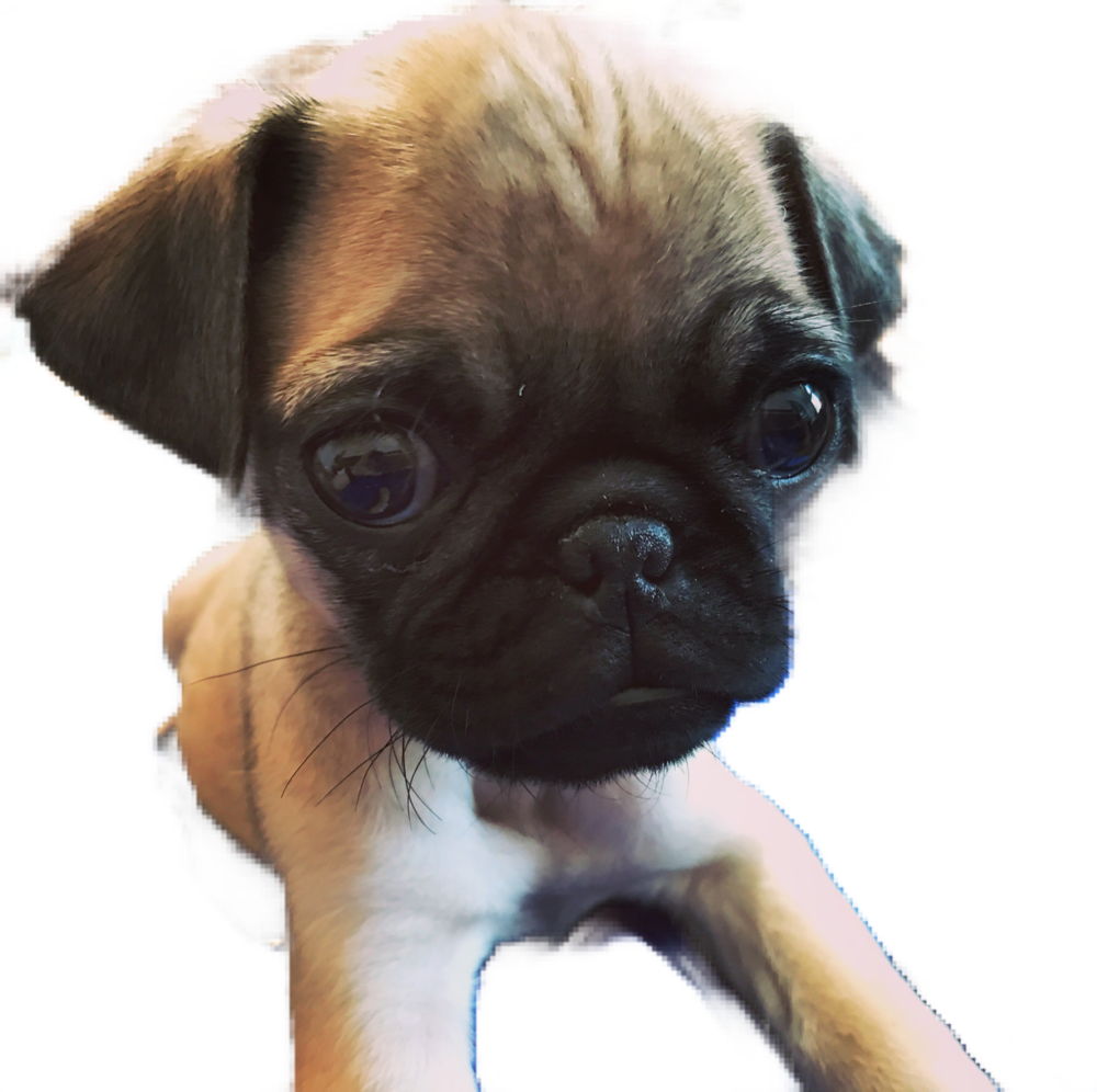 Pug Face Png Clipart (1000x996), Png Download