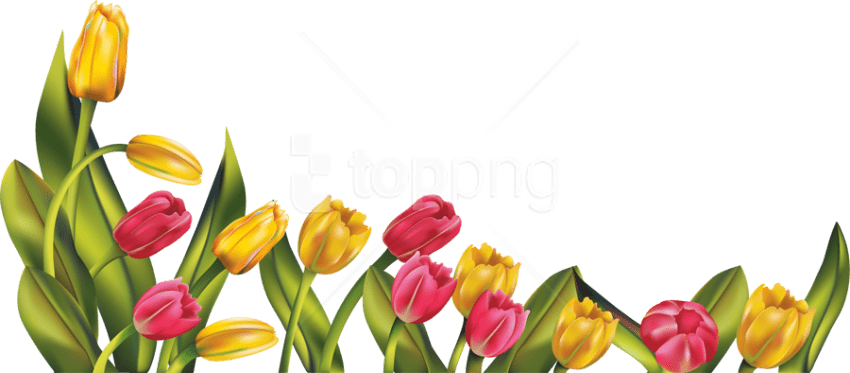 Free Png Download Tulip Png Images Background Png Images - Tulip Png Clipart (850x373), Png Download