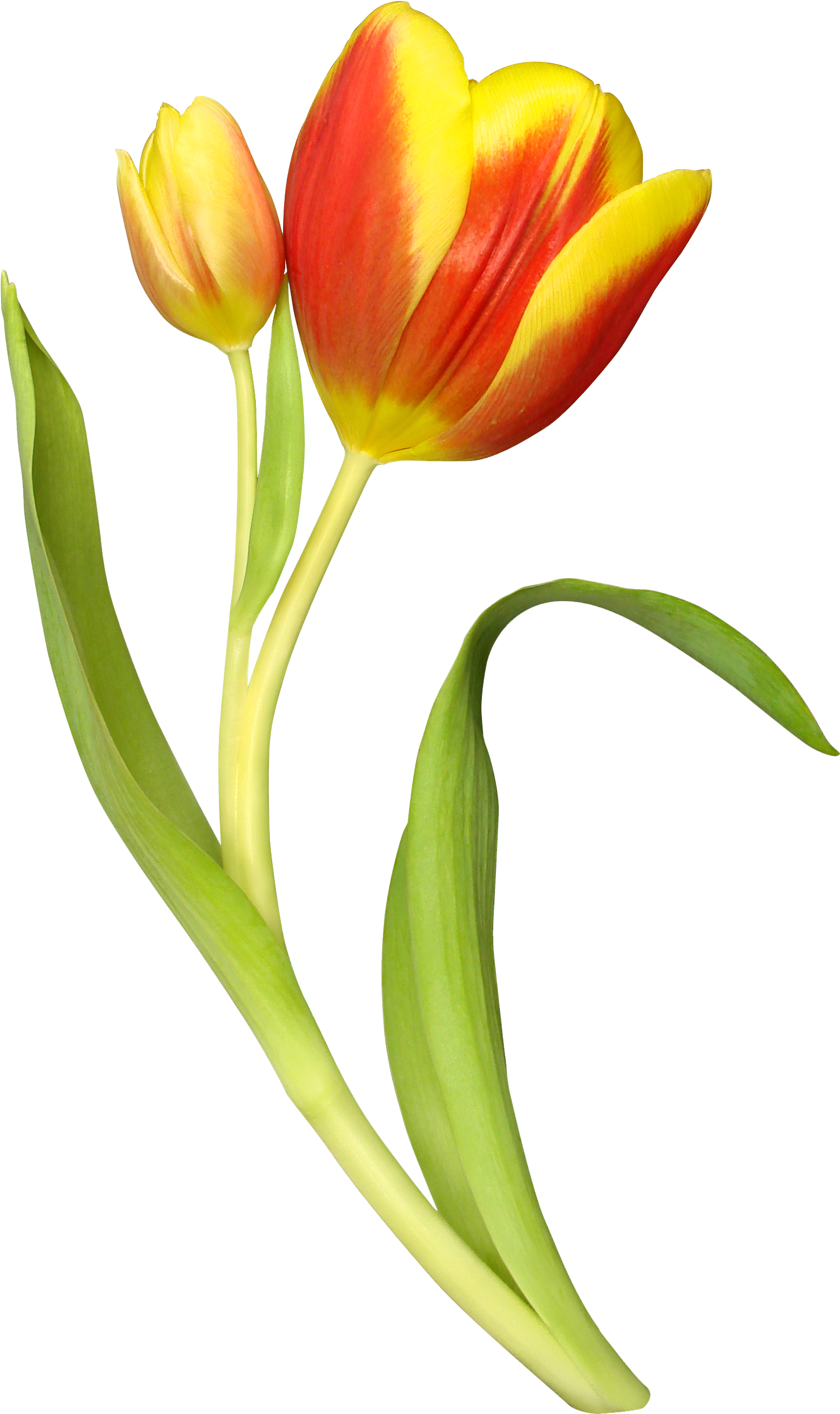 Тюльпан На Прозрачном Фоне Clipart (1764x2685), Png Download
