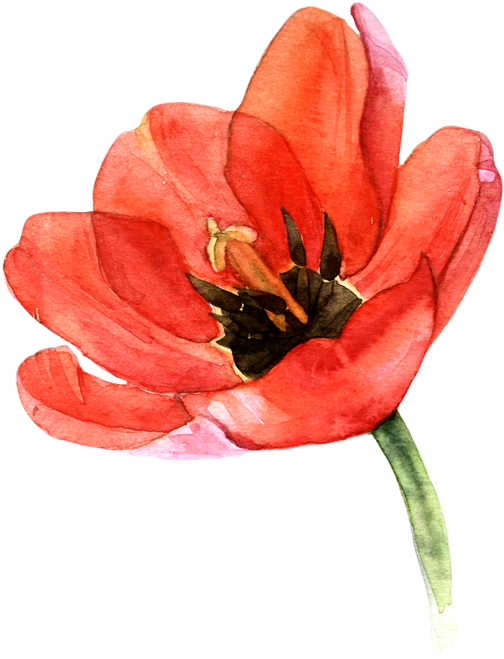 Vector Freeuse Stock Drawing Tulip Oil Pastel - Watercolor Tulips Png Clipart (607x800), Png Download