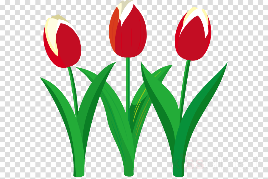 Tulip Clipart Tulip Flower Clip Art - Png Download (900x600), Png Download