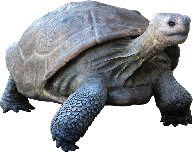 Galapagos Tortoise In Water - Galapagos Tortoise Transparent Clipart (663x523), Png Download