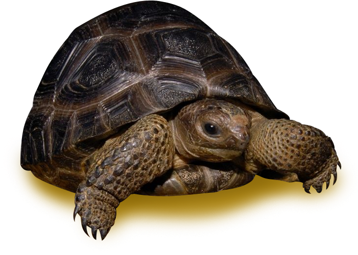 35 Pound Tortoise , Png Download Clipart (701x500), Png Download