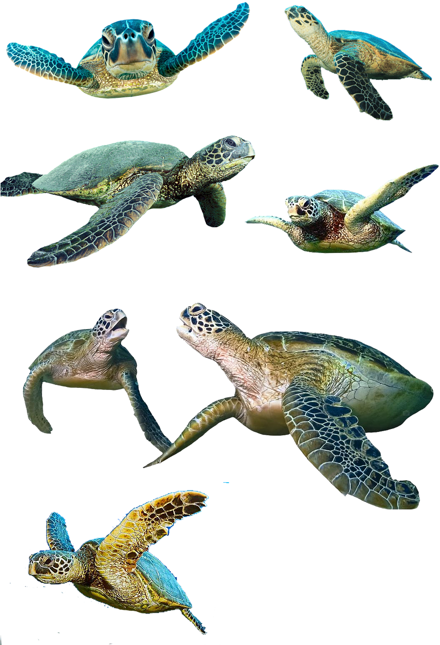 Turtle,isolated,water Turtle,panzer,tortoise Shell,animal,reptile, - Sea Turtle Clipart (869x1272), Png Download