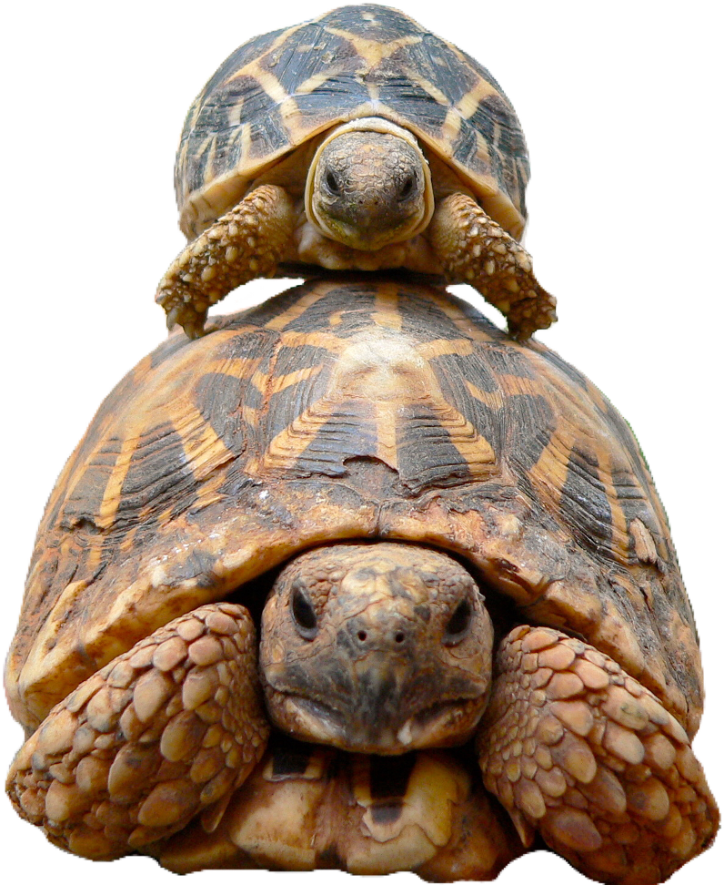 Best Turtle In The World , Png Download Clipart (796x972), Png Download