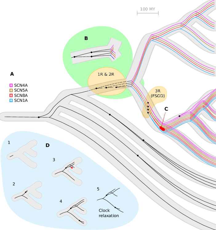 Shows A Reconciliation Of An Inferred Gene Tree For - Illustration Clipart (702x748), Png Download