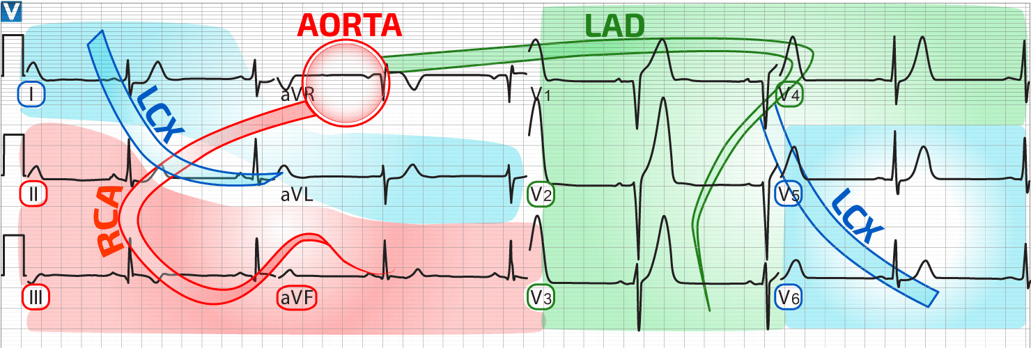 Vector Library Library Ecg Distribution - Blood Supply Heart Ecg Clipart (1480x500), Png Download
