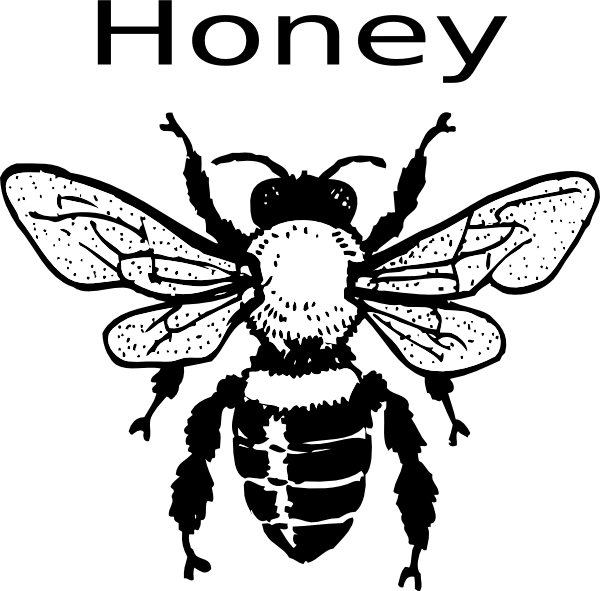 Bee Clip Art Vector Online Royalty Free - Honey Bee Labelled Drawing - Png Download (600x591), Png Download