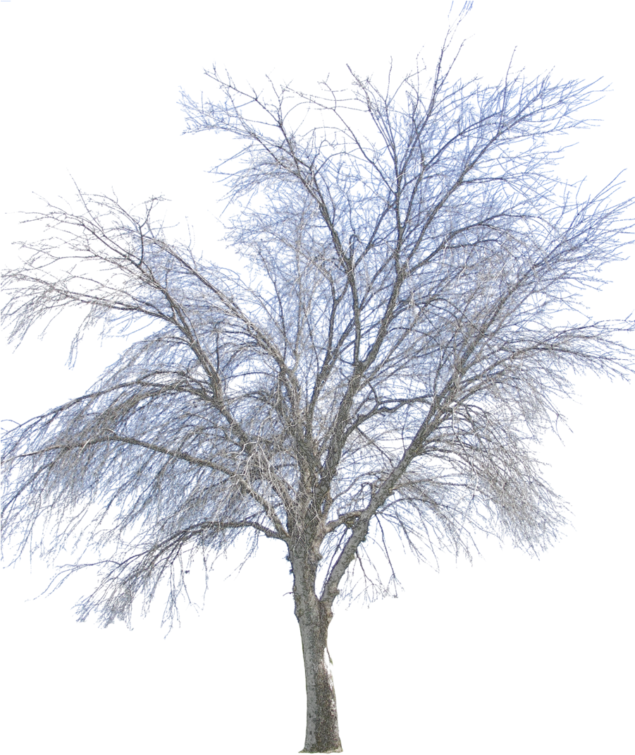 Vector Png - Winter Tree Png Transparent Clipart (900x1200), Png Download