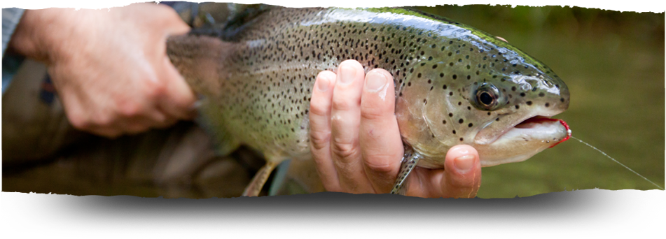 Coastal Cutthroat Trout Clipart (950x349), Png Download