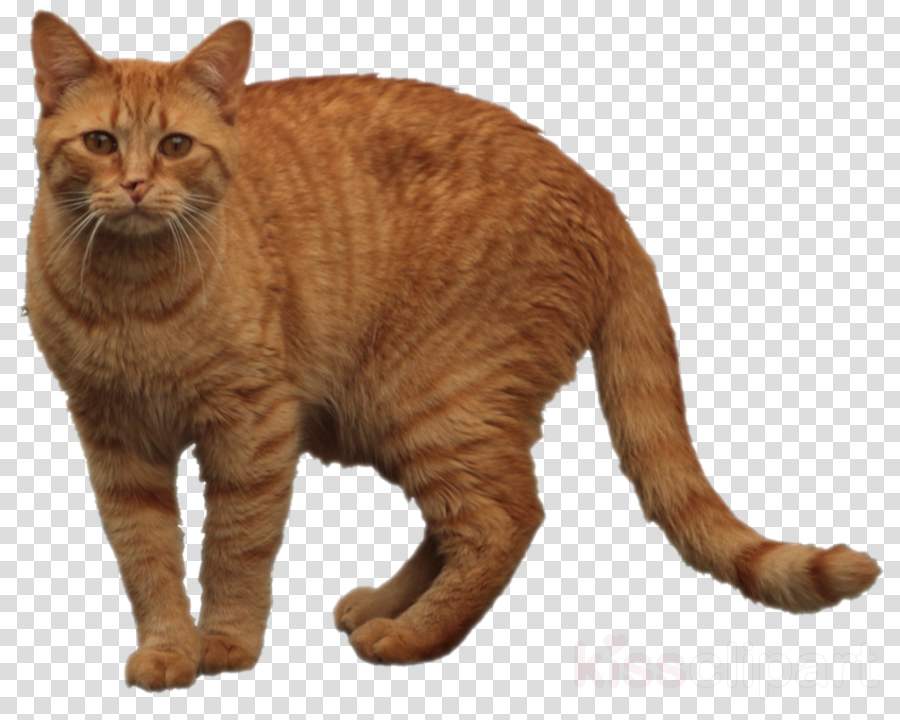 Orange Tabby Cat Png Clipart European Shorthair Dragon Transparent Png (900x720), Png Download