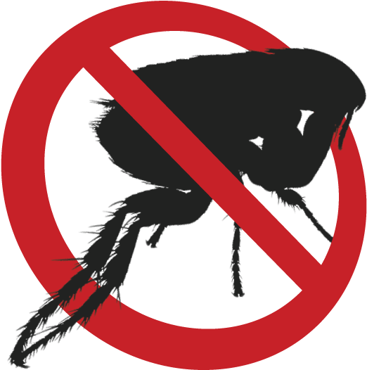 Flea Png - Anti Flea Logo Clipart (574x567), Png Download