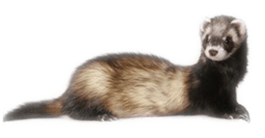 Ferret Png Photo - Ferret Png Clipart (850x442), Png Download