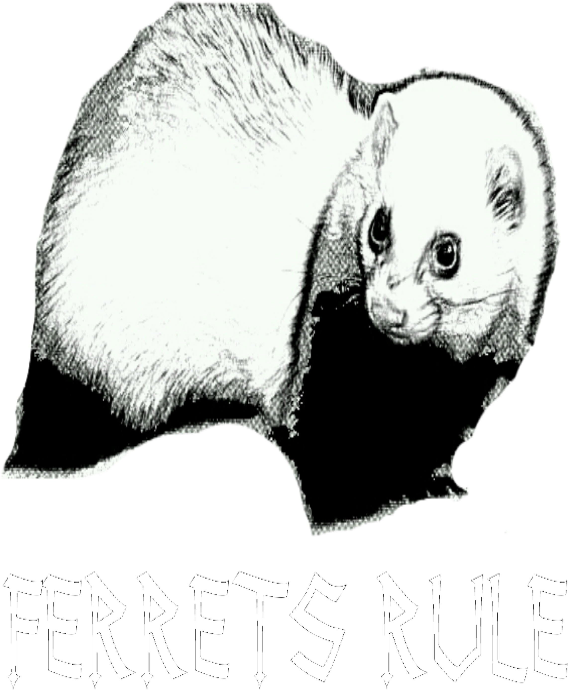 Ferrets Rule - Thumbnail - Ferret Clipart (2400x3000), Png Download