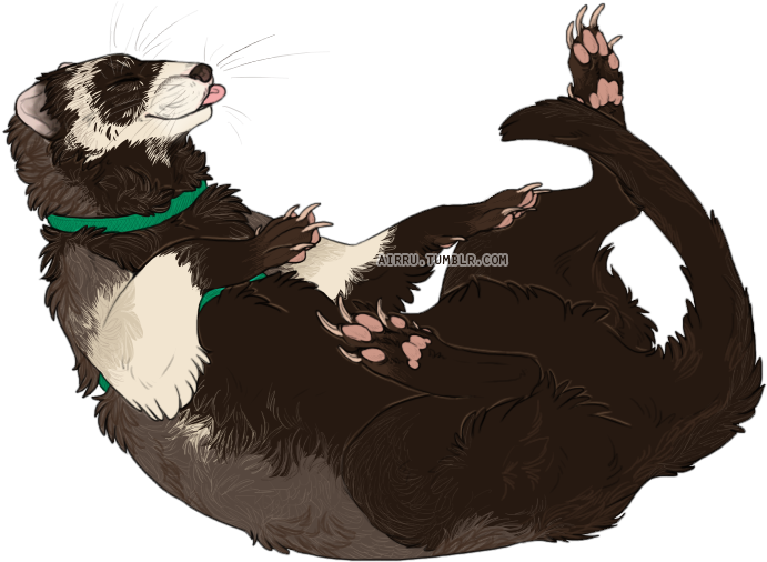 Ive Never Drawn A Ferret Before But I've Drawn Otters - Illustration Clipart (698x698), Png Download