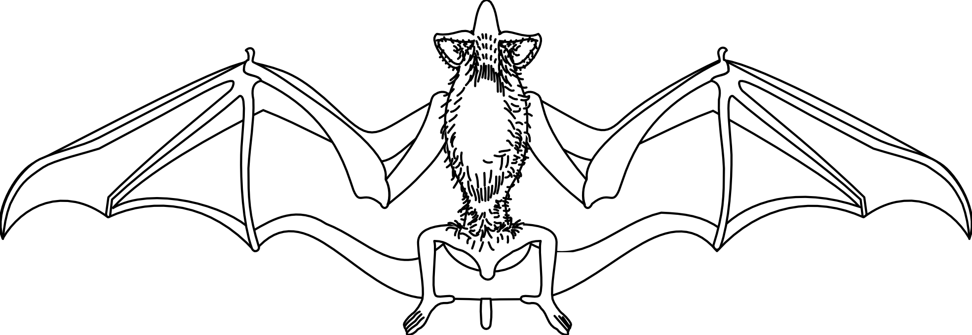 Artfavor Bat Black White Art Halloween 1969px 230 - Illustration Clipart (1969x680), Png Download