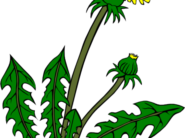 Weed Clipart Grass Area - Weeds Png Transparent Png (640x480), Png Download