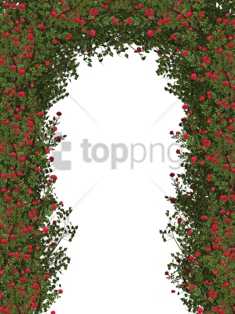 Free Png Download Rose Flower Tree Png Images Background - Shrub Rose Bushes Png Clipart (480x640), Png Download