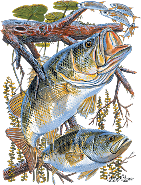 Two Bass - Carey Chen Clipart (675x675), Png Download