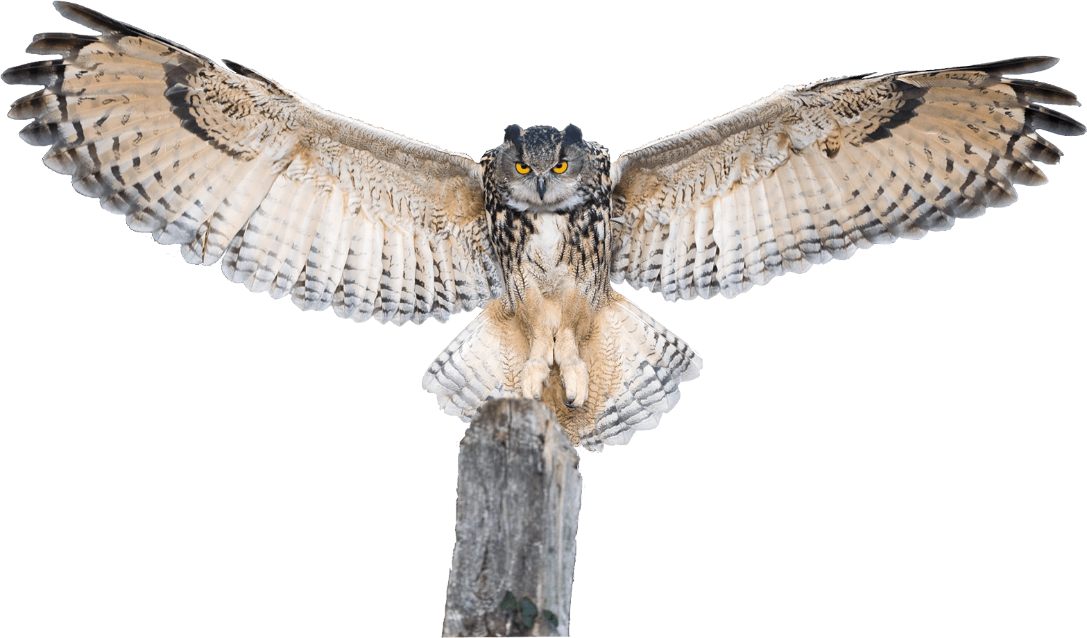 Collection Of Free Transparent Download On Ubisafe - Owl With Wings Extended Clipart (1574x935), Png Download