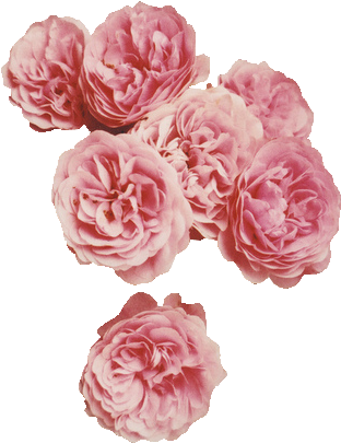 64 Images About Flower Png On We Heart It - Flowers Hipster Clipart (500x746), Png Download