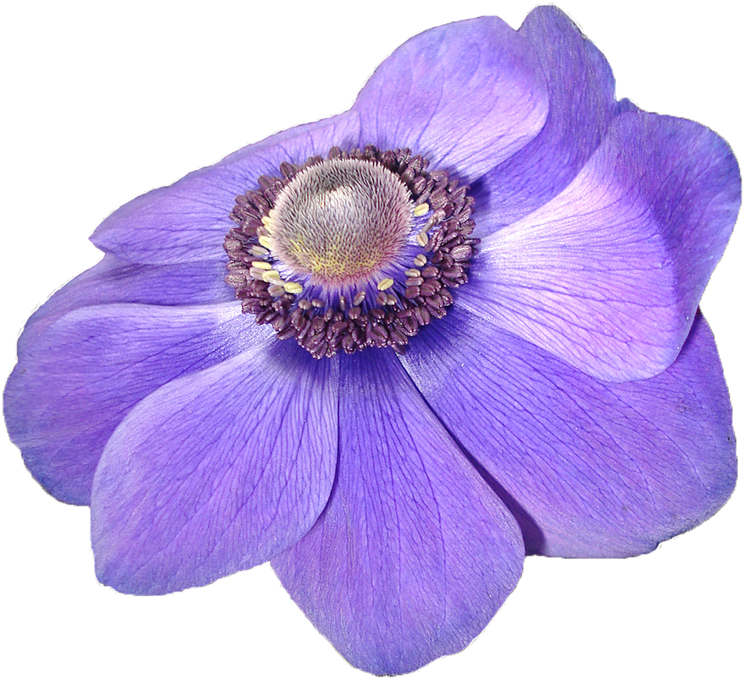 Anemone Flower Violet Nature Transpa Background Free Clipart (1058x966), Png Download