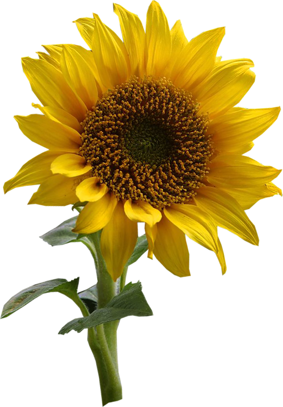 Tubes Fleurs - Sunflower Drawing Clipart (556x800), Png Download