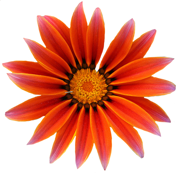 Gazania Png Free Download - Gazania Clipart (592x574), Png Download