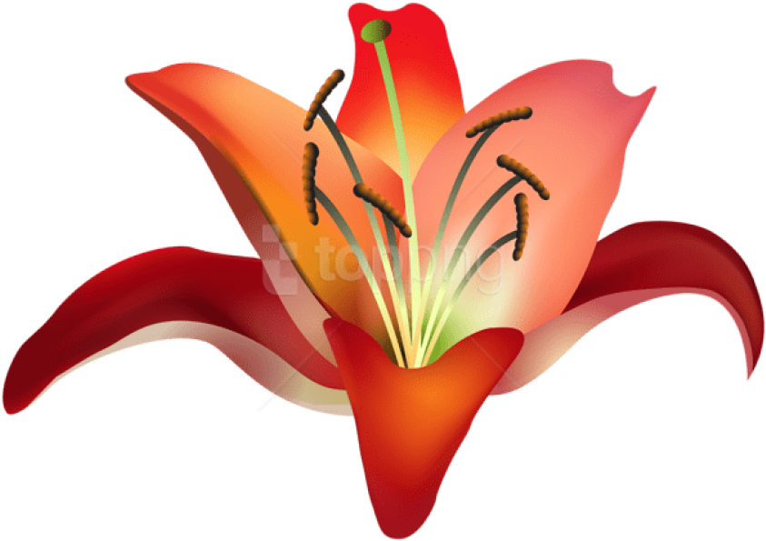 Free Png Download Red Flower Png Images Background - Orange Lily Clipart (850x598), Png Download