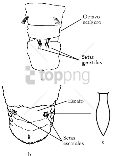 Free Png Download Capitella Capitata Png Images Background - Drawing Clipart (480x650), Png Download